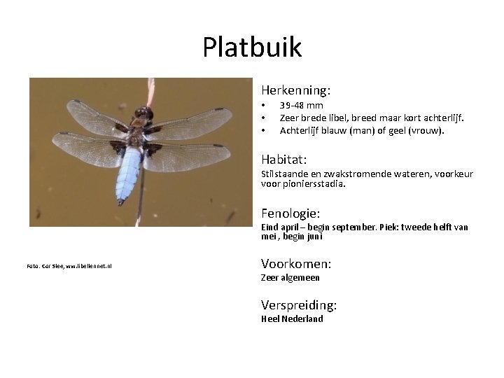 Platbuik Herkenning: • • • 39 -48 mm Zeer brede libel, breed maar kort