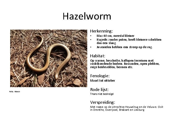 Hazelworm Herkenning: • • • Max 40 cm, meestal kleiner Hagedis zonder poten, heeft