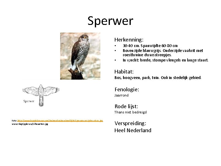 Sperwer Herkenning: • • • 30 -40 cm. Spanwijdte 60 -80 cm Bovenzijde blauwgrijs.