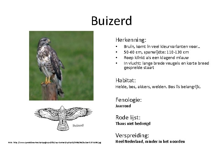 Buizerd Herkenning: • • Bruin, komt in veel kleurvarianten voor. . 50 -60 cm,