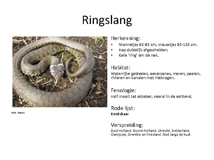 Ringslang Herkenning: • • • Mannetjes 60 -80 cm, vrouwtjes 80 -120 cm. Kop