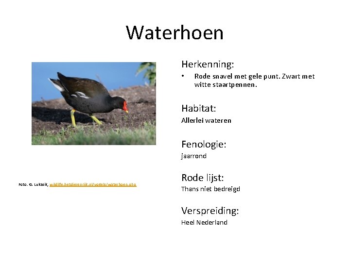 Waterhoen Herkenning: • Rode snavel met gele punt. Zwart met witte staartpennen. Habitat: Allerlei