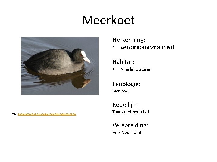 Meerkoet Herkenning: • Zwart met een witte snavel Habitat: • Allerlei wateren Fenologie: Jaarrond
