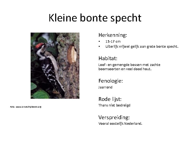 Kleine bonte specht Herkenning: • • 15 -17 cm Uiterlijk vrijwel gelijk aan grote