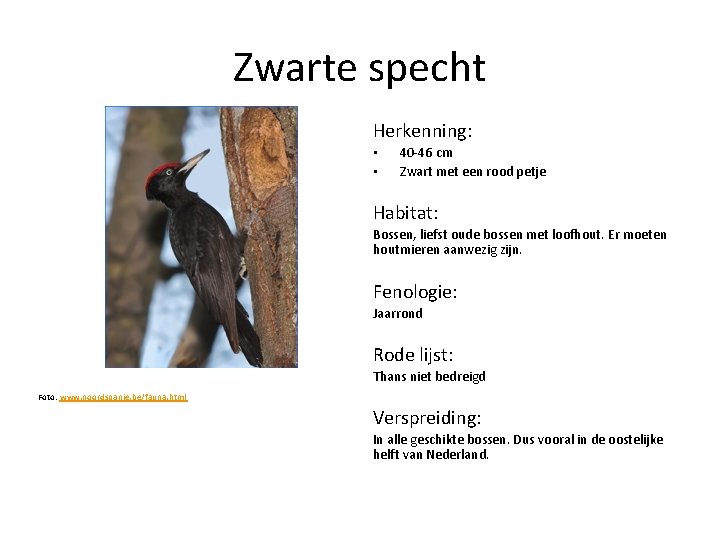 Zwarte specht Herkenning: • • 40 -46 cm Zwart met een rood petje Habitat: