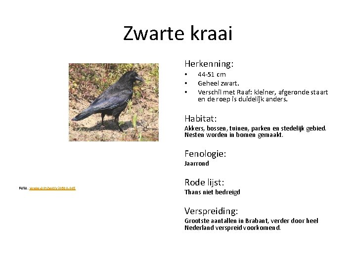 Zwarte kraai Herkenning: • • • 44 -51 cm Geheel zwart. Verschil met Raaf: