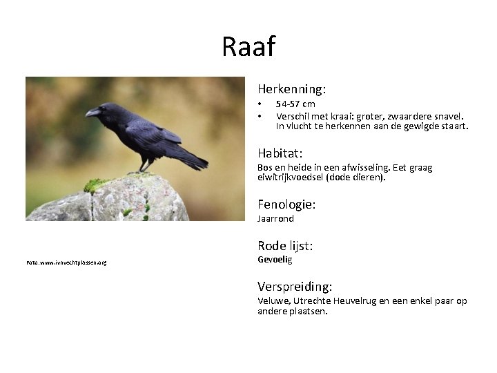 Raaf Herkenning: • • 54 -57 cm Verschil met kraai: groter, zwaardere snavel. In
