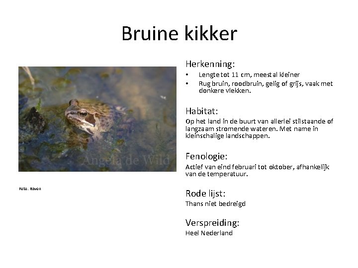Bruine kikker Herkenning: • • Lengte tot 11 cm, meestal kleiner Rug bruin, roodbruin,