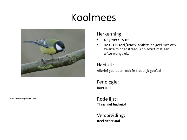 Koolmees Herkenning: • • Ongeveer 15 cm De rug is geel/groen, onderzijde geel met
