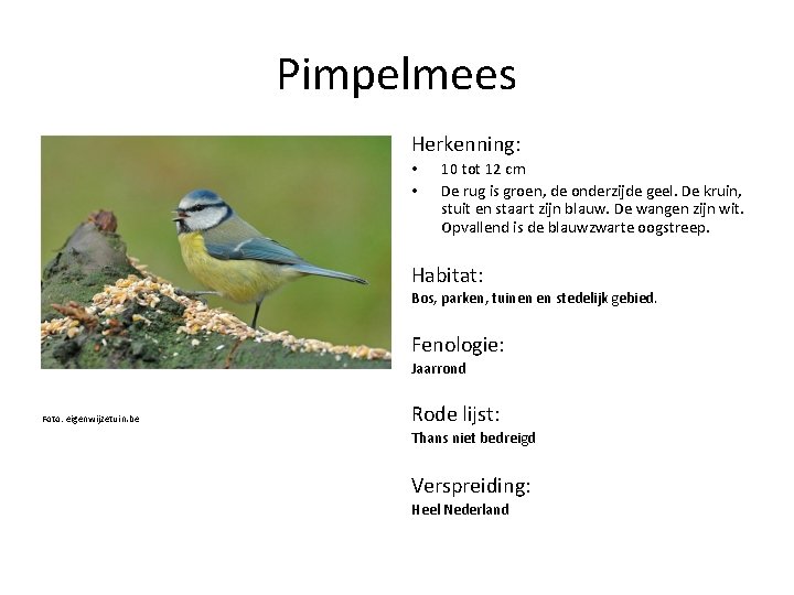 Pimpelmees Herkenning: • • 10 tot 12 cm De rug is groen, de onderzijde