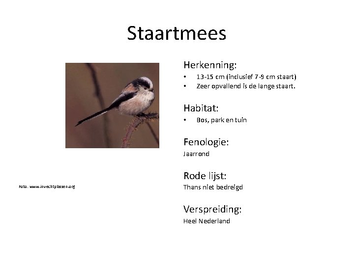 Staartmees Herkenning: • • 13 -15 cm (inclusief 7 -9 cm staart) Zeer opvallend