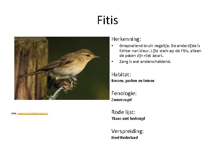Fitis Herkenning: • • Onopvallend bruin vogeltje. De onderzijde is lichter van kleur. Lijkt