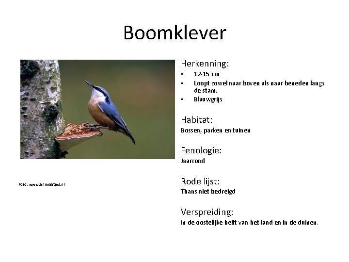 Boomklever Herkenning: • • • 12 -15 cm Loopt zowel naar boven als naar