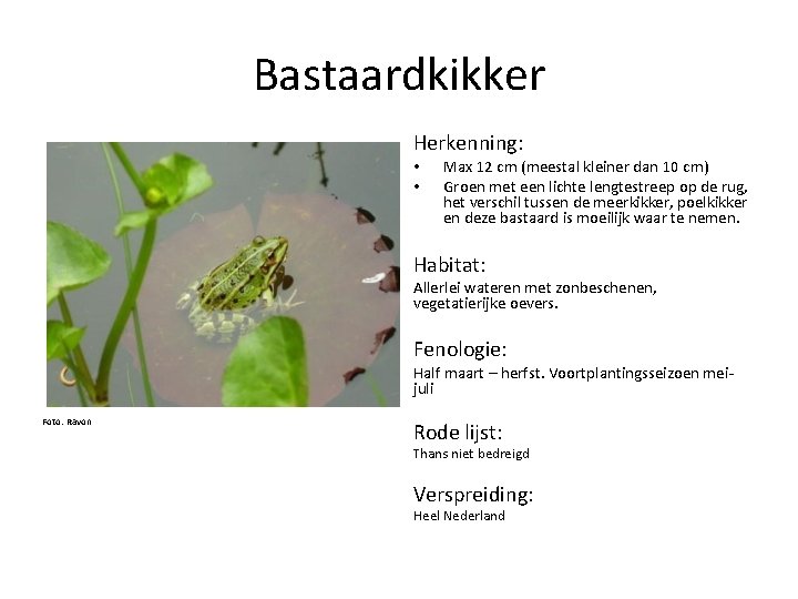 Bastaardkikker Herkenning: • • Max 12 cm (meestal kleiner dan 10 cm) Groen met
