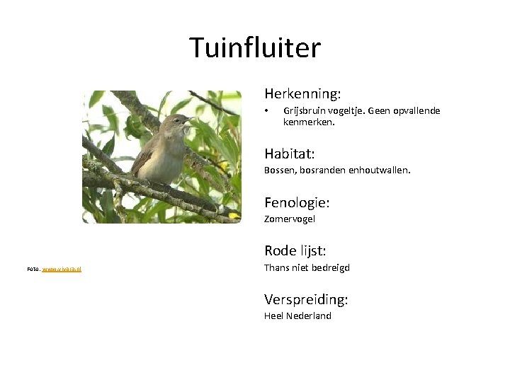 Tuinfluiter Herkenning: • Grijsbruin vogeltje. Geen opvallende kenmerken. Habitat: Bossen, bosranden enhoutwallen. Fenologie: Zomervogel