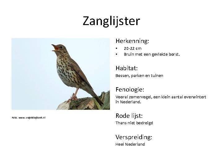 Zanglijster Herkenning: • • 20 -22 cm Bruin met een gevlekte borst. Habitat: Bossen,