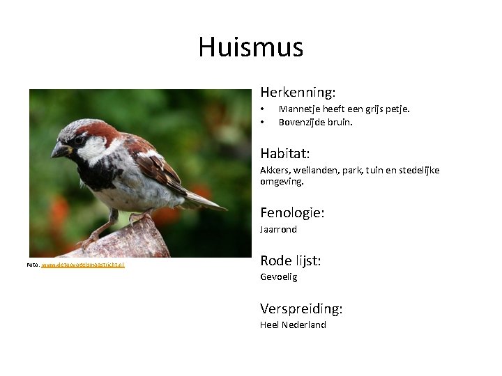 Huismus Herkenning: • • Mannetje heeft een grijs petje. Bovenzijde bruin. Habitat: Akkers, weilanden,