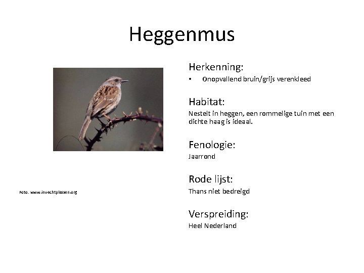 Heggenmus Herkenning: • Onopvallend bruin/grijs verenkleed Habitat: Nestelt in heggen, een rommelige tuin met