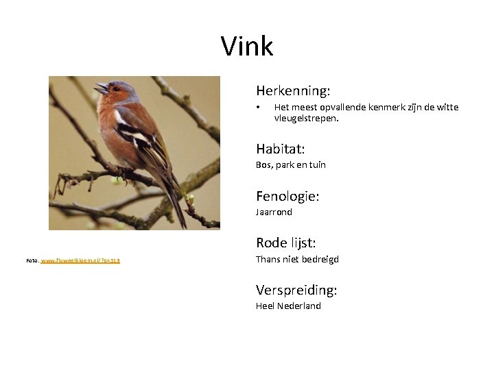 Vink Herkenning: • Het meest opvallende kenmerk zijn de witte vleugelstrepen. Habitat: Bos, park
