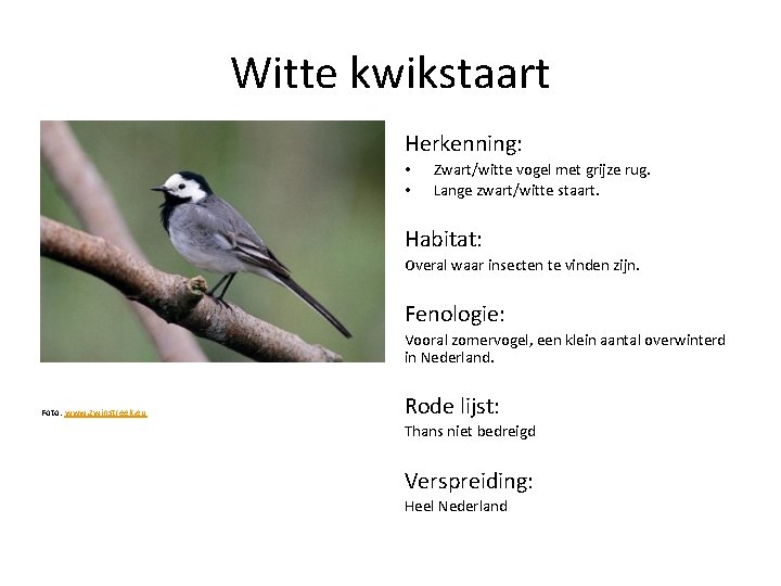 Witte kwikstaart Herkenning: • • Zwart/witte vogel met grijze rug. Lange zwart/witte staart. Habitat: