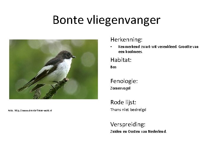 Bonte vliegenvanger Herkenning: • Kenmerkend zwart-wit verenkleed. Grootte van een koolmees. Habitat: Bos Fenologie:
