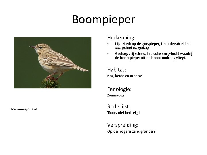 Boompieper Herkenning: • • Lijkt sterk op de graspieper, te onderscheiden aan geluid en