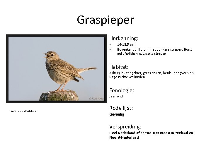 Graspieper Herkenning: • • 14 -15, 5 cm Bovenkant olijfbruin met donkere strepen. Borst