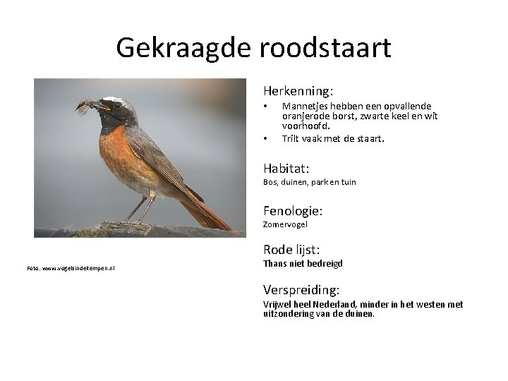 Gekraagde roodstaart Herkenning: • • Mannetjes hebben een opvallende oranjerode borst, zwarte keel en