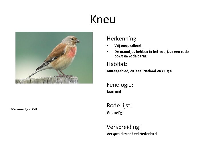 Kneu Herkenning: • • Vrij onopvallend De manntjes hebben in het voorjaar een rode