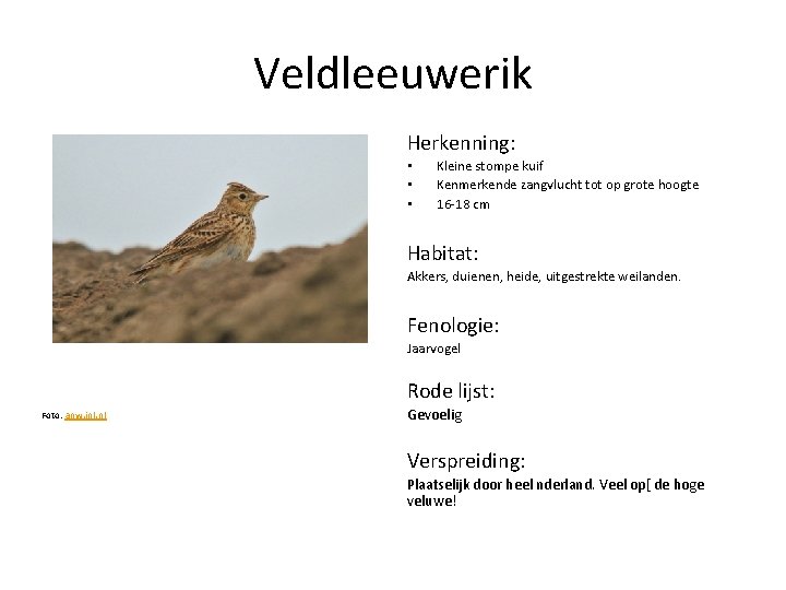 Veldleeuwerik Herkenning: • • • Kleine stompe kuif Kenmerkende zangvlucht tot op grote hoogte