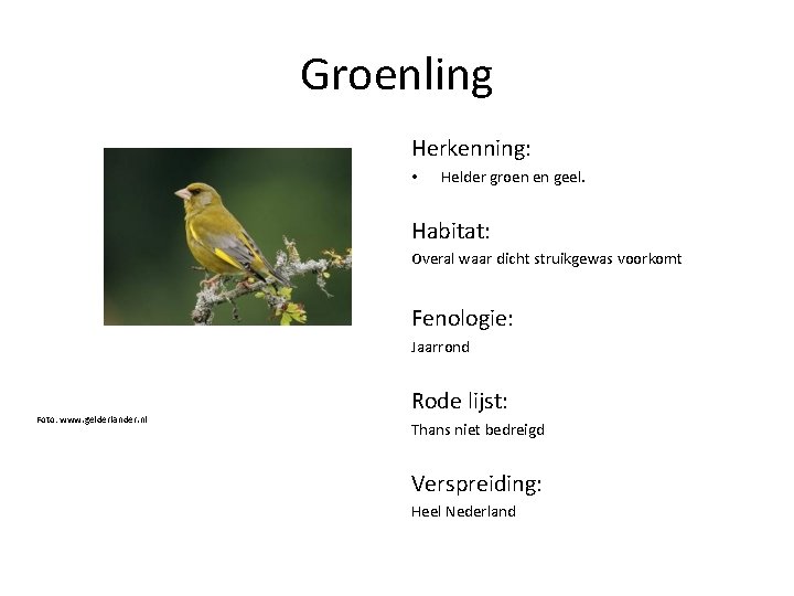 Groenling Herkenning: • Helder groen en geel. Habitat: Overal waar dicht struikgewas voorkomt Fenologie: