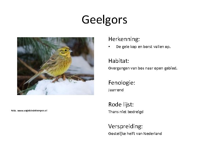 Geelgors Herkenning: • De gele kop en borst vallen op. Habitat: Overgangen van bos