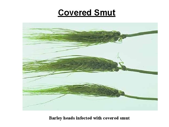 Covered Smut Barley heads infected with covered smut 