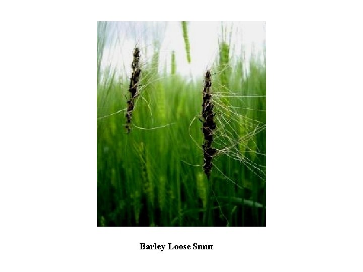 Barley Loose Smut 