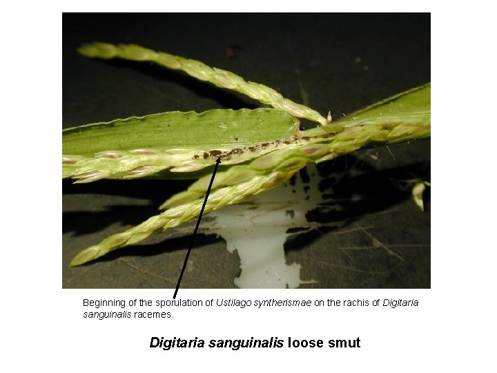 Beginning of the sporulation of Ustilago syntherismae on the rachis of Digitaria sanguinalis racemes.