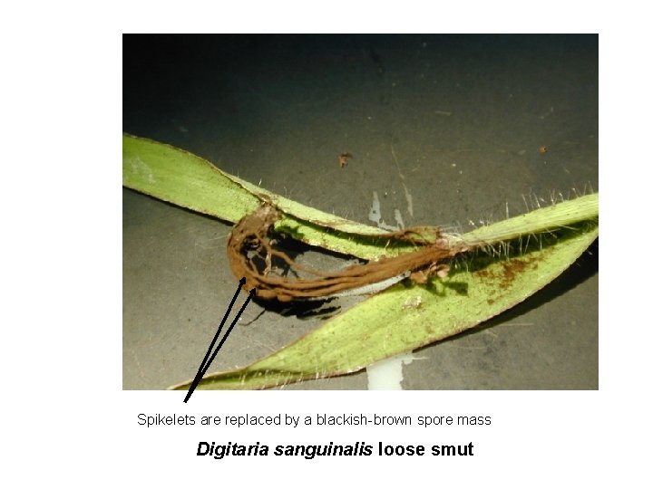 Spikelets are replaced by a blackish-brown spore mass Digitaria sanguinalis loose smut 