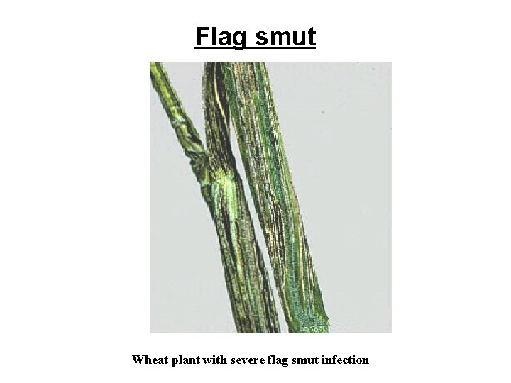 Flag smut Wheat plant with severe flag smut infection 