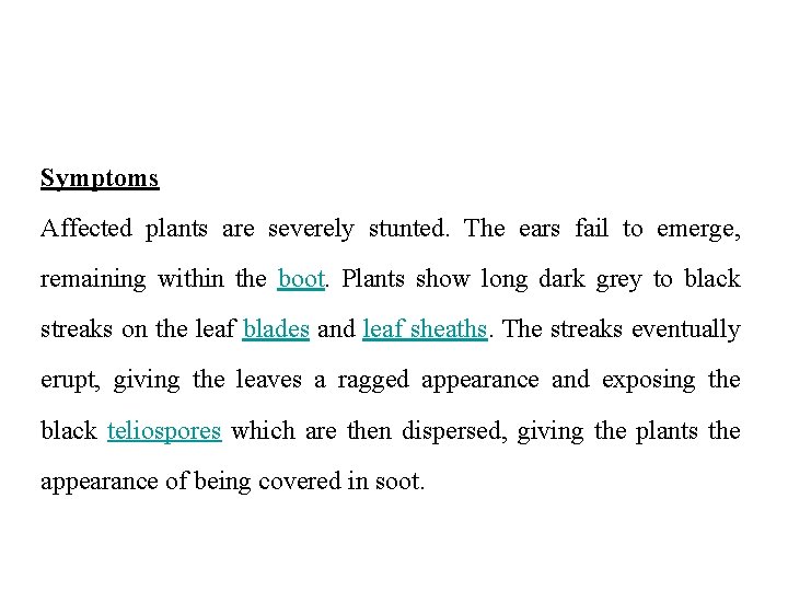 Symptoms Affected plants are severely stunted. The ears fail to emerge, remaining within the