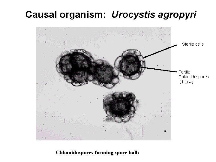 Causal organism: Urocystis agropyri Sterile cells Fertile Chlamidospores (1 to 4) Chlamidospores forming spore