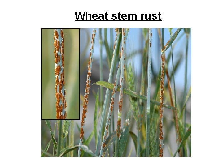Wheat stem rust 