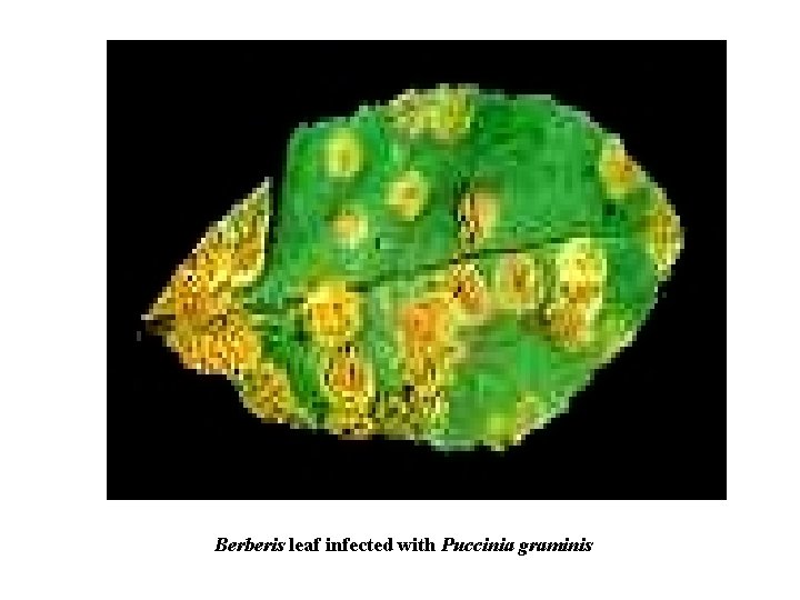 Berberis leaf infected with Puccinia graminis 