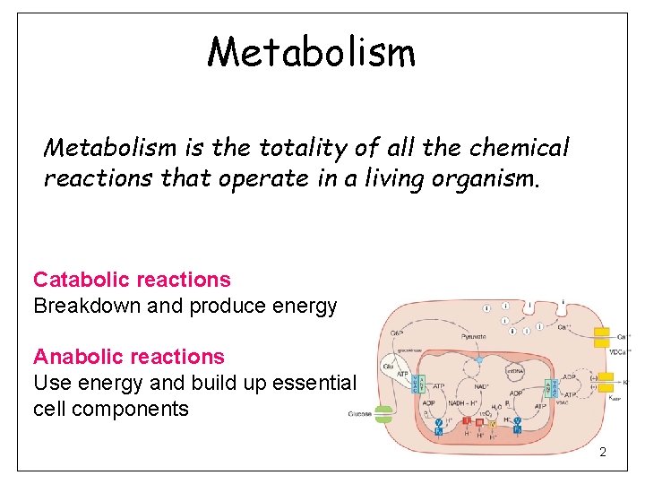 Metabolism is the totality of all the chemical reactions that operate in a living