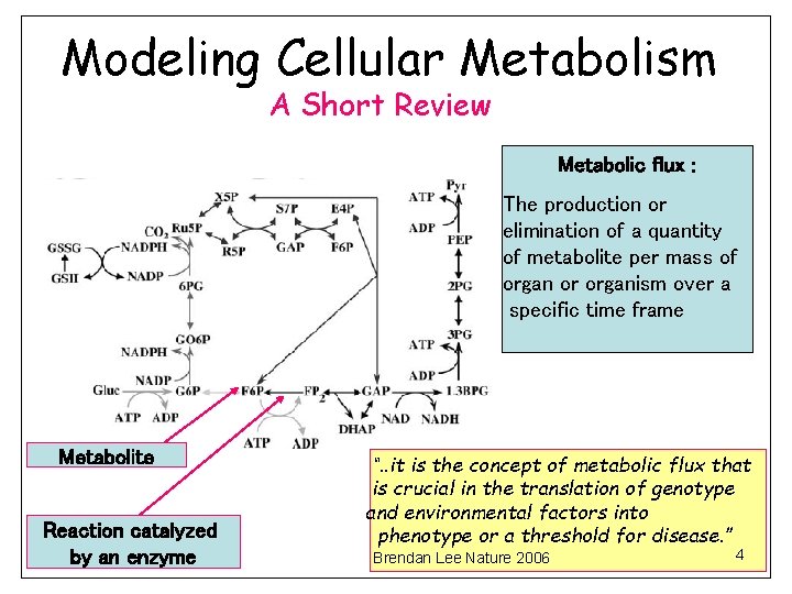 Modeling Cellular Metabolism A Short Review Metabolic flux : The production or elimination of