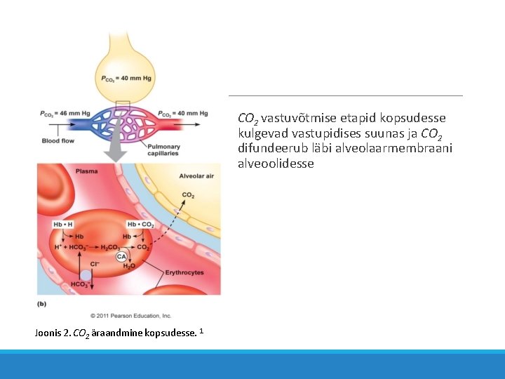 CO 2 vastuvõtmise etapid kopsudesse kulgevad vastupidises suunas ja CO 2 difundeerub läbi alveolaarmembraani