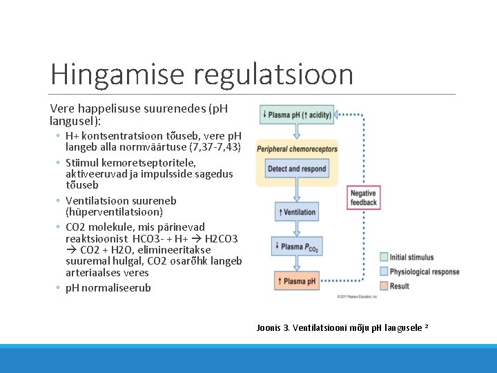 Hingamise regulatsioon Vere happelisuse suurenedes (p. H langusel): ◦ H+ kontsentratsioon tõuseb, vere p.