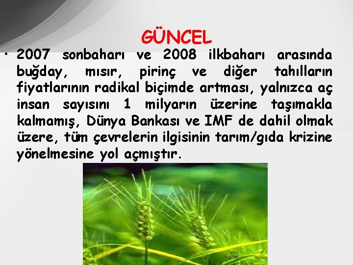 GÜNCEL • 2007 sonbaharı ve 2008 ilkbaharı arasında buğday, mısır, pirinç ve diğer tahılların