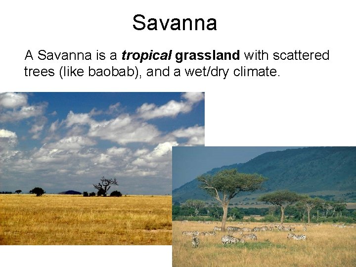 Savanna A Savanna is a tropical grassland with scattered trees (like baobab), and a