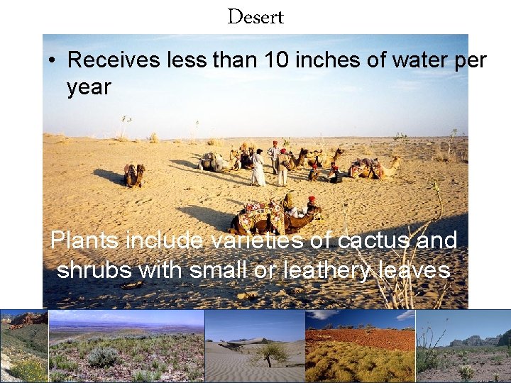Desert • Receives less than 10 inches of water per year Plants include varieties