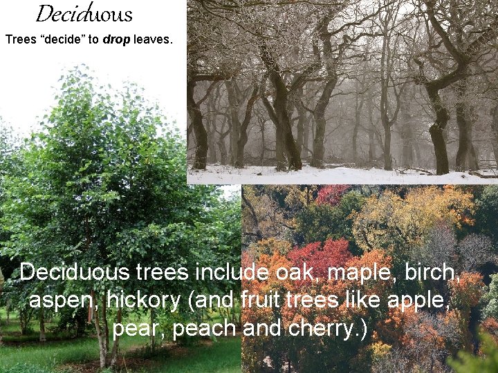 Deciduous Trees “decide” to drop leaves. Deciduous trees include oak, maple, birch, aspen, hickory