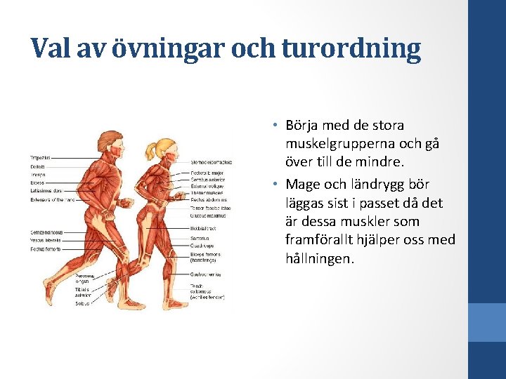 Val av övningar och turordning • Börja med de stora muskelgrupperna och gå över